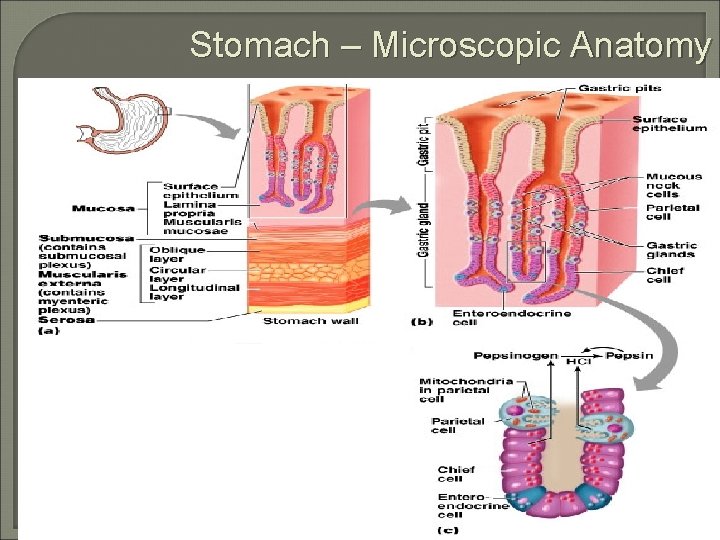 Stomach – Microscopic Anatomy 