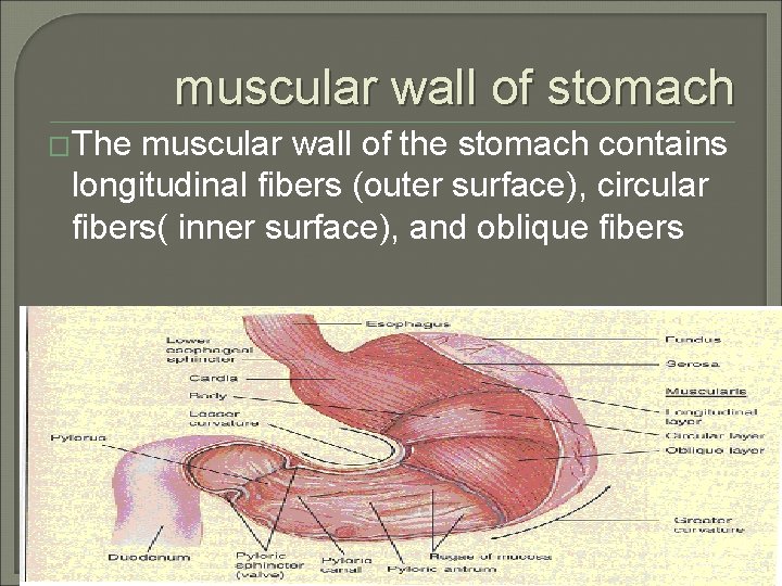 muscular wall of stomach �The muscular wall of the stomach contains longitudinal fibers (outer
