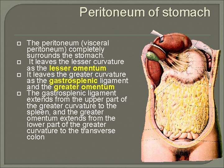 Peritoneum of stomach The peritoneum (visceral peritoneum) completely surrounds the stomach. It leaves the