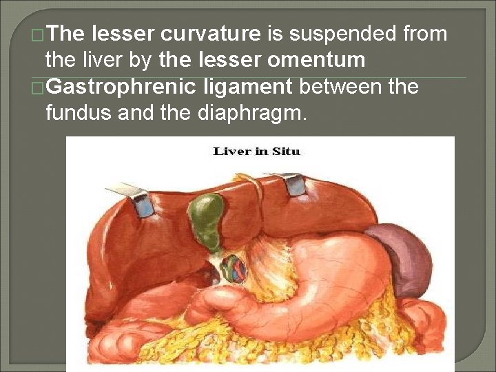 �The lesser curvature is suspended from the liver by the lesser omentum �Gastrophrenic ligament