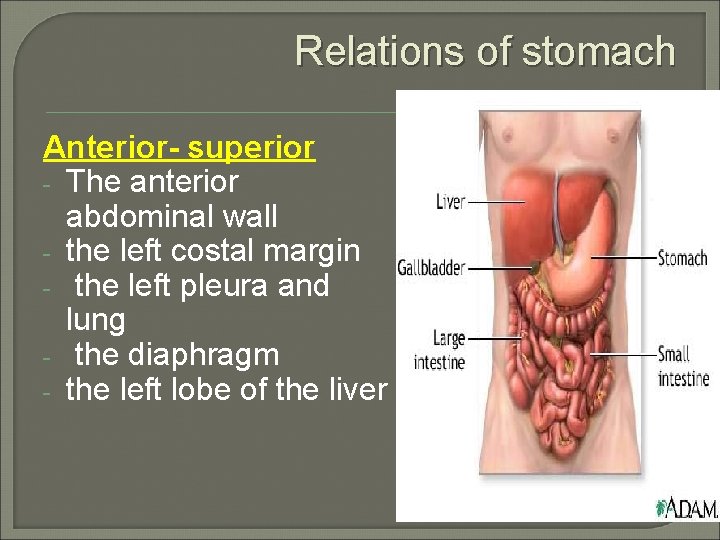 Relations of stomach Anterior- superior - The anterior abdominal wall - the left costal