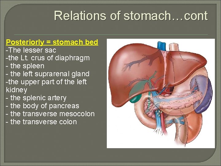 Relations of stomach…cont Posteriorly = stomach bed -The lesser sac -the Lt. crus of