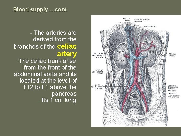 Blood supply…. cont - The arteries are derived from the branches of the celiac