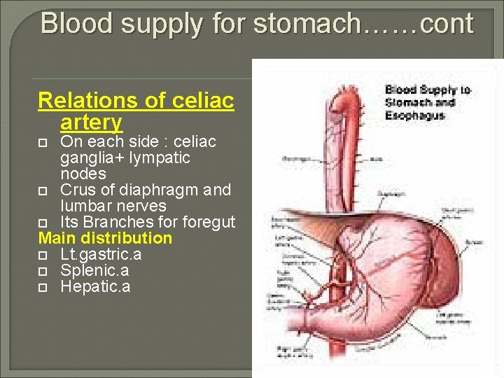Blood supply for stomach……cont Relations of celiac artery On each side : celiac ganglia+