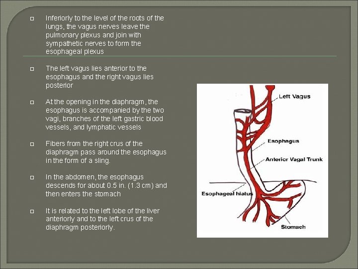  Inferiorly to the level of the roots of the lungs, the vagus nerves