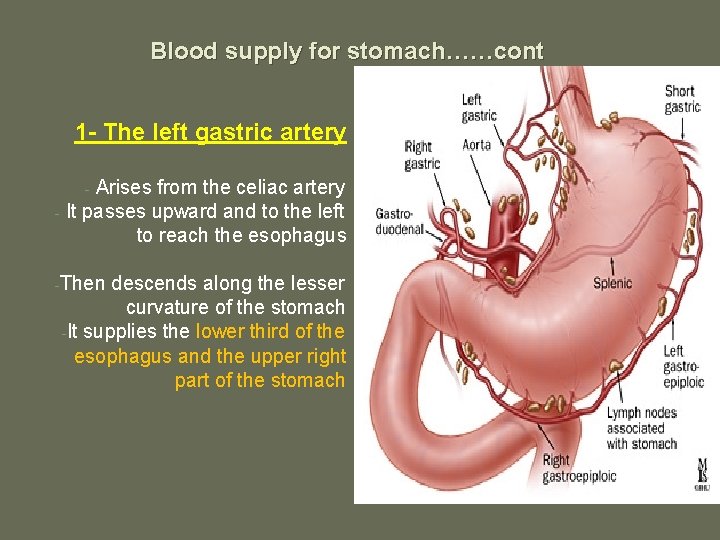 Blood supply for stomach……cont 1 - The left gastric artery Arises from the celiac