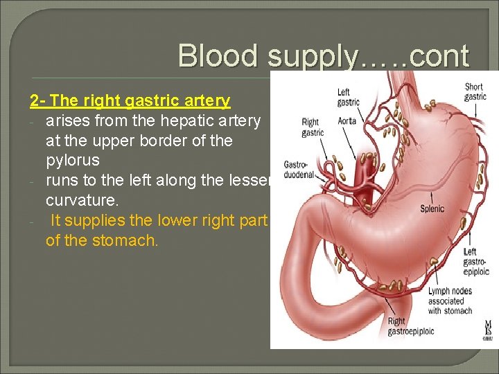 Blood supply…. . cont 2 - The right gastric artery - arises from the