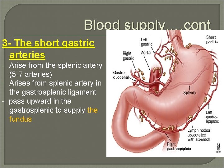 Blood supply…. cont 3 - The short gastric arteries Arise from the splenic artery