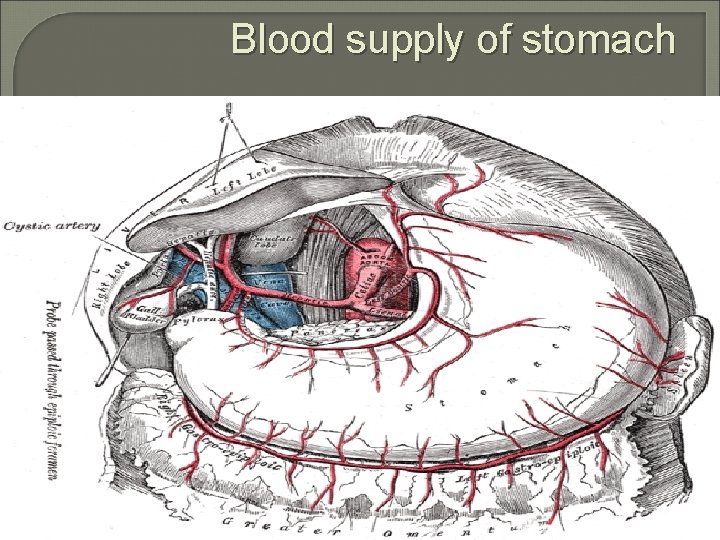 Blood supply of stomach 