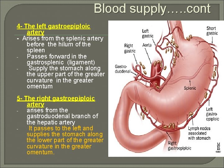 Blood supply…. . cont 4 - The left gastroepiploic artery - Arises from the