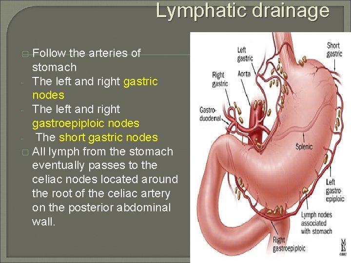 Lymphatic drainage Follow the arteries of stomach - The left and right gastric nodes