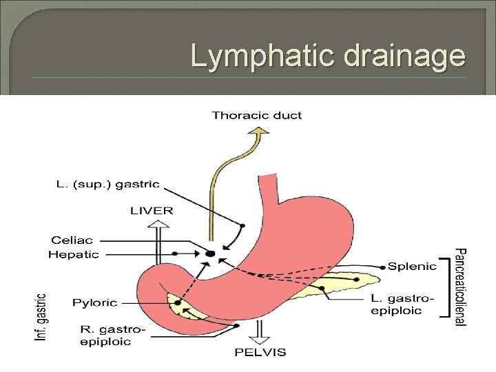 Lymphatic drainage 