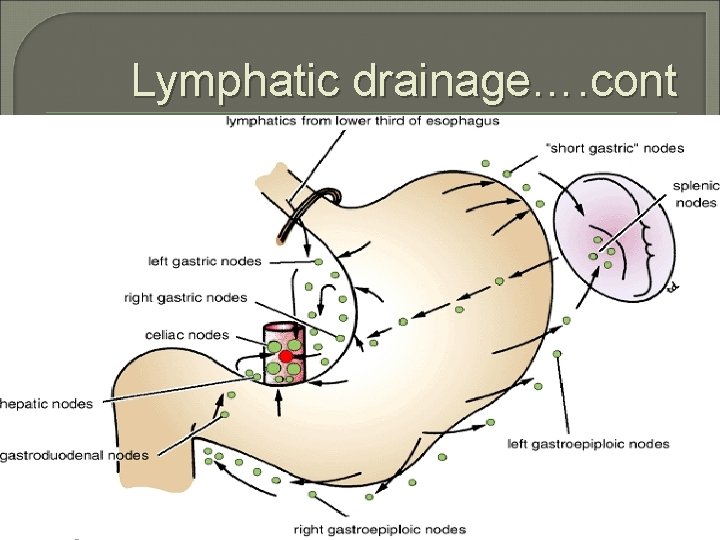 Lymphatic drainage…. cont 