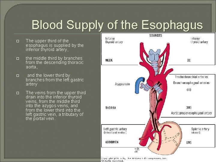 Blood Supply of the Esophagus The upper third of the esophagus is supplied by