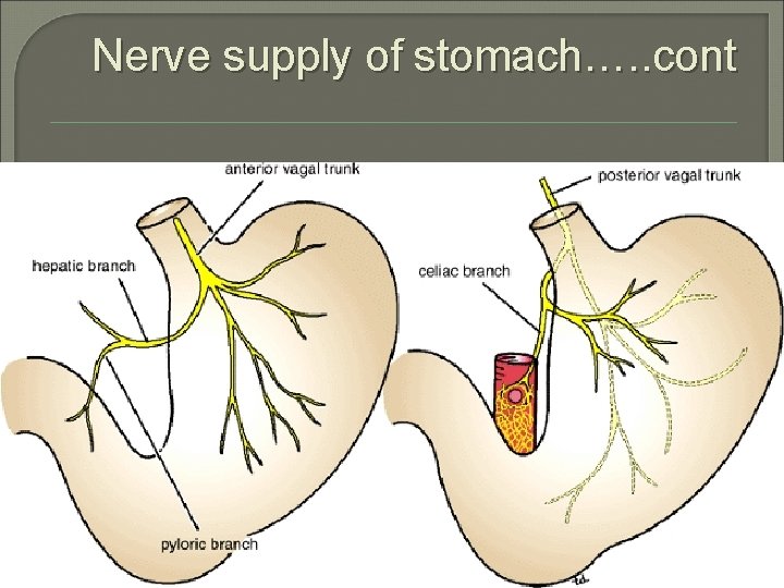 Nerve supply of stomach…. . cont 