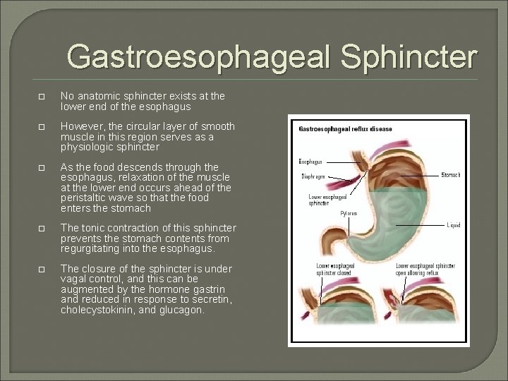 Gastroesophageal Sphincter No anatomic sphincter exists at the lower end of the esophagus However,