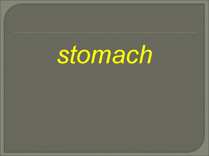 stomach 