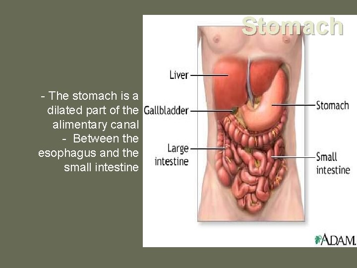 Stomach - The stomach is a dilated part of the alimentary canal - Between