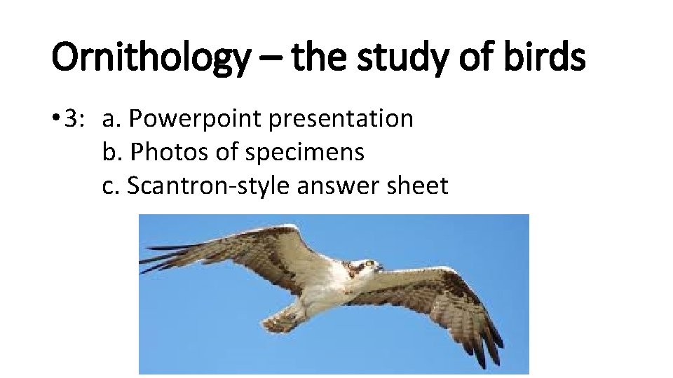 Ornithology – the study of birds • 3: a. Powerpoint presentation b. Photos of