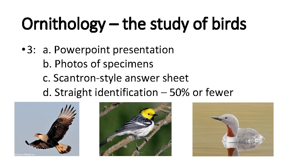 Ornithology – the study of birds • 3: a. Powerpoint presentation b. Photos of