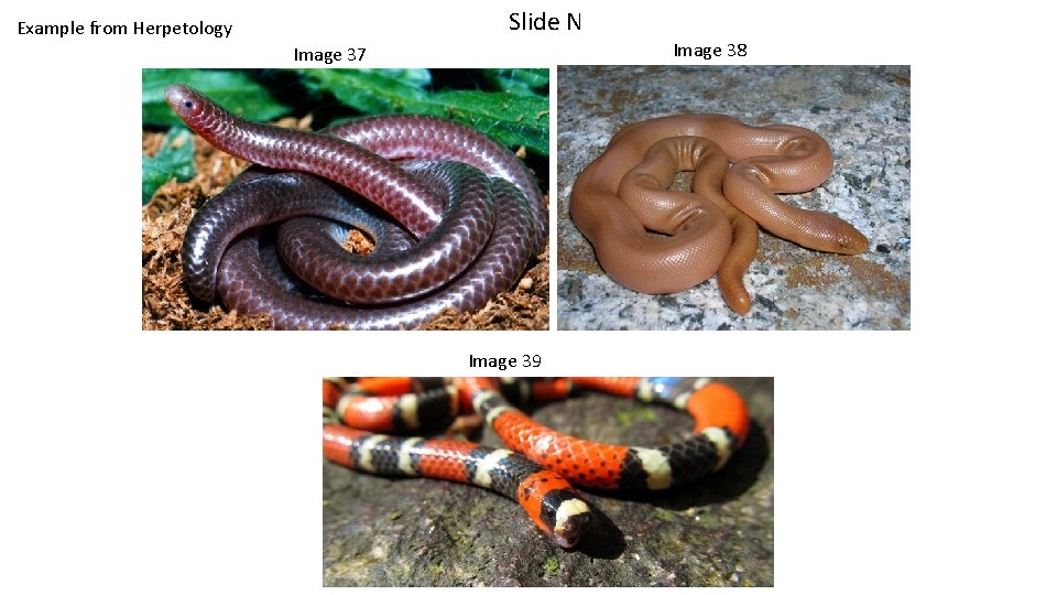 Slide N Example from Herpetology Image 37 Image 39 Image 38 