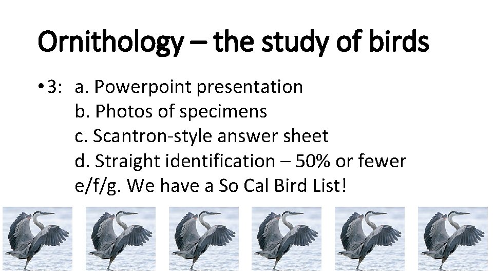 Ornithology – the study of birds • 3: a. Powerpoint presentation b. Photos of