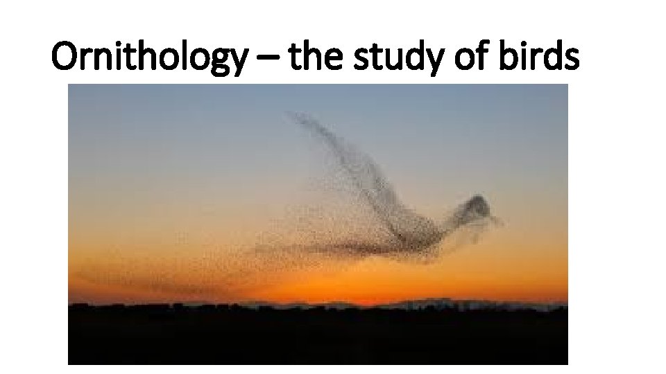 Ornithology – the study of birds 