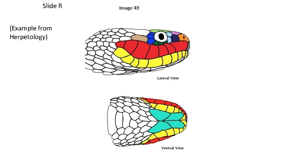 Slide R (Example from Herpetology) Image 48 