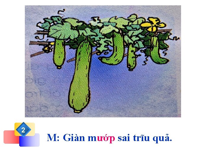 2 M: Giàn mướp sai trĩu quả. 