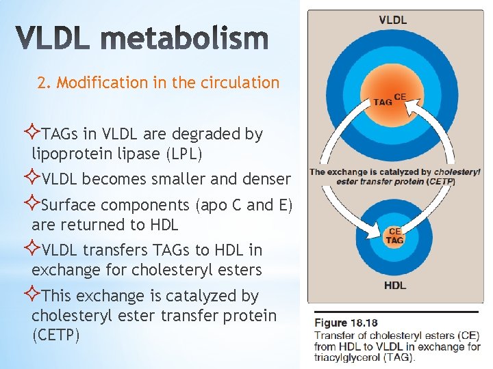 2. Modification in the circulation ²TAGs in VLDL are degraded by lipoprotein lipase (LPL)