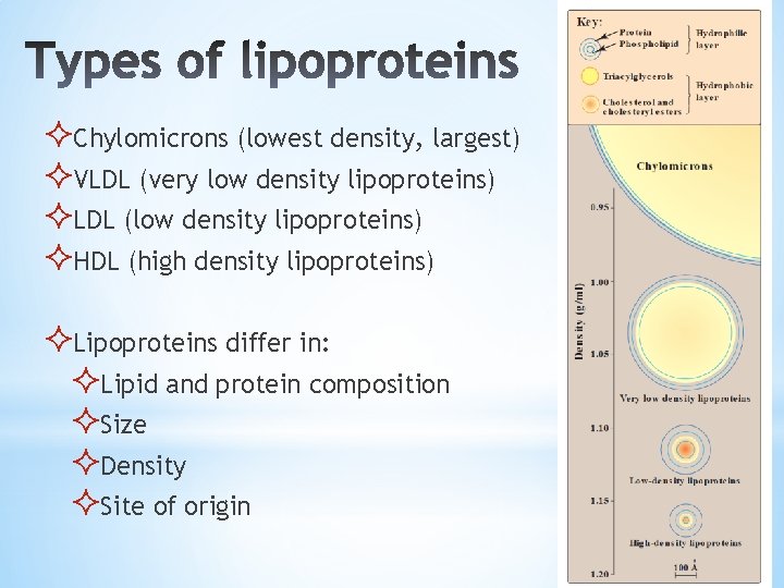 ²Chylomicrons (lowest density, largest) ²VLDL (very low density lipoproteins) ²LDL (low density lipoproteins) ²HDL