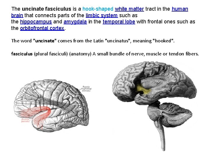 The uncinate fasciculus is a hook-shaped white matter tract in the human brain that