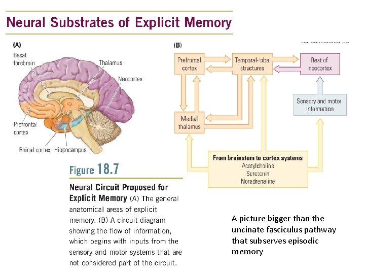 A picture bigger than the uncinate fasciculus pathway that subserves episodic memory 