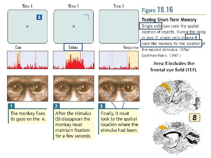 Area 8 includes the frontal eye field (FEF). 