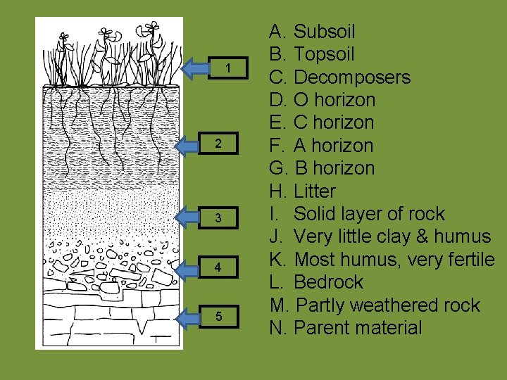 1 2 3 4 5 A. Subsoil B. Topsoil C. Decomposers D. O horizon