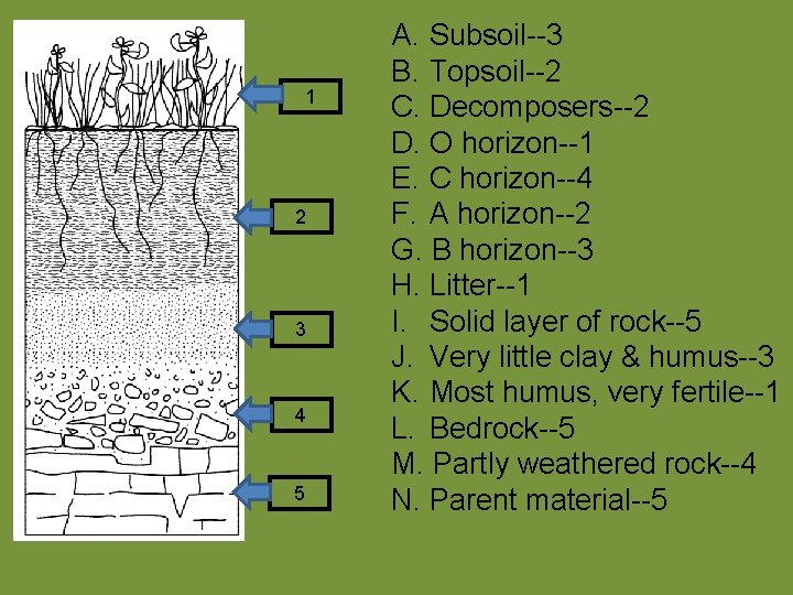 1 2 3 4 5 A. Subsoil--3 B. Topsoil--2 C. Decomposers--2 D. O horizon--1