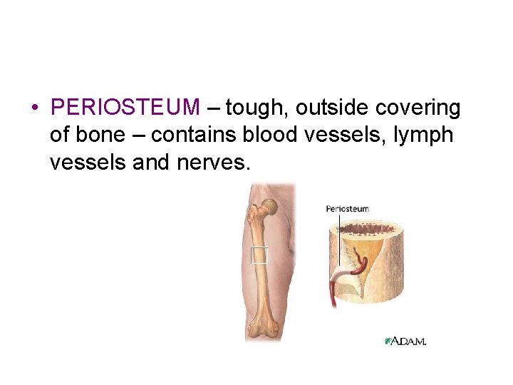  • PERIOSTEUM – tough, outside covering of bone – contains blood vessels, lymph