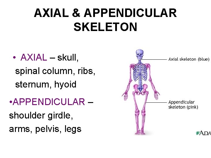AXIAL & APPENDICULAR SKELETON • AXIAL – skull, spinal column, ribs, sternum, hyoid •