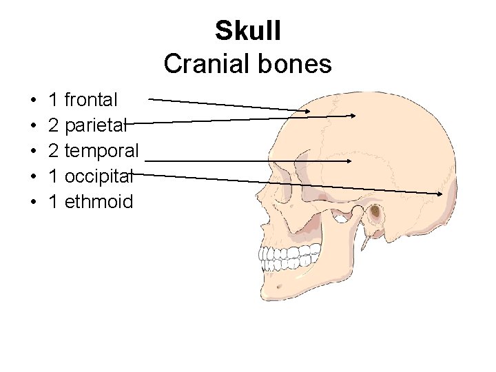 Skull Cranial bones • • • 1 frontal 2 parietal 2 temporal 1 occipital
