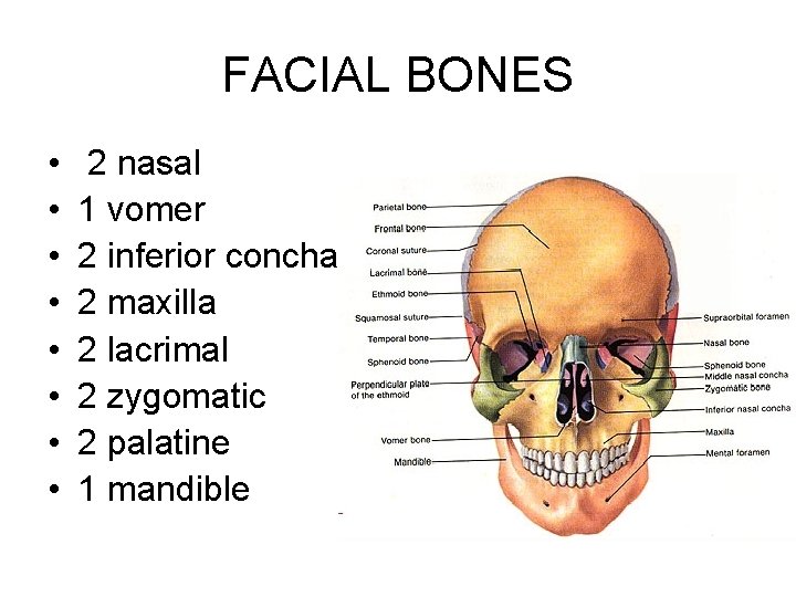 FACIAL BONES • • 2 nasal 1 vomer 2 inferior concha 2 maxilla 2 FACIAL BONES • • 2 nasal 1 vomer 2 inferior concha 2 maxilla 2