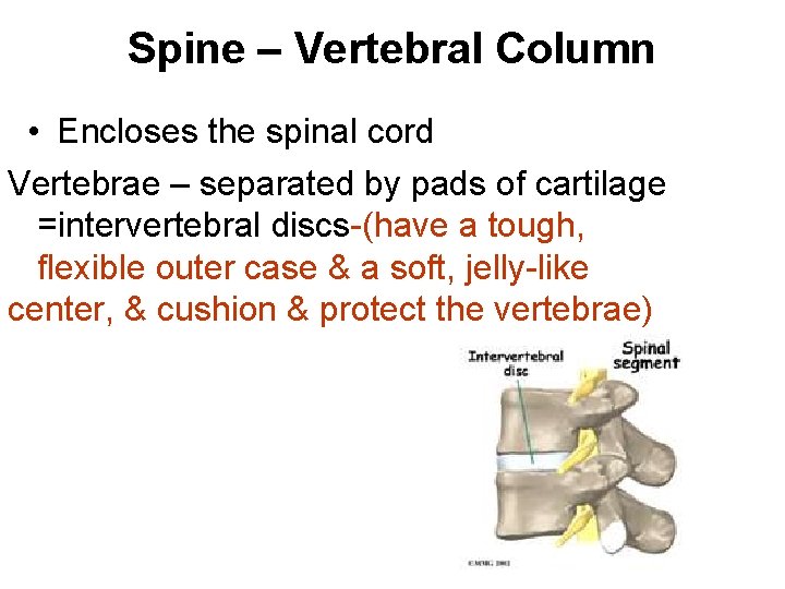 Spine – Vertebral Column • Encloses the spinal cord Vertebrae – separated by pads