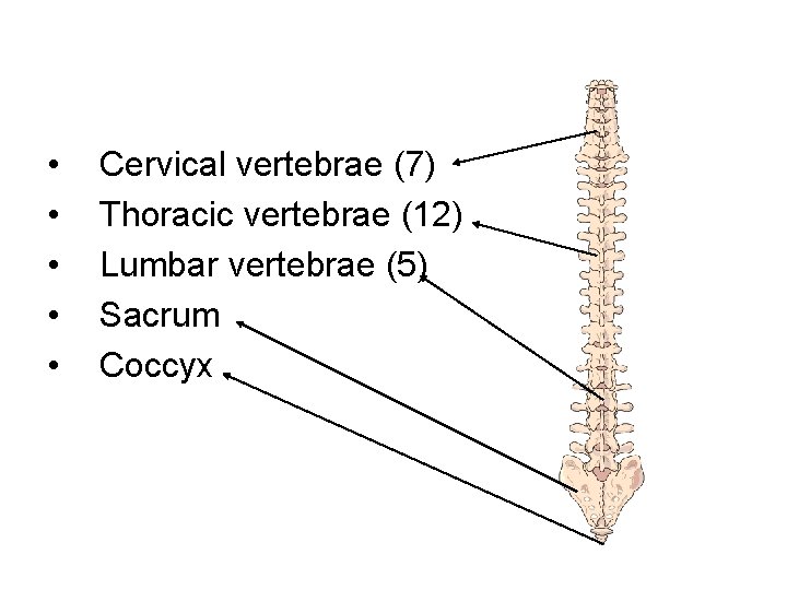  • • • Cervical vertebrae (7) Thoracic vertebrae (12) Lumbar vertebrae (5) Sacrum