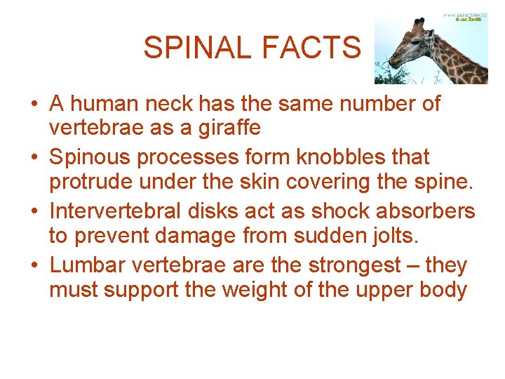 SPINAL FACTS • A human neck has the same number of vertebrae as a