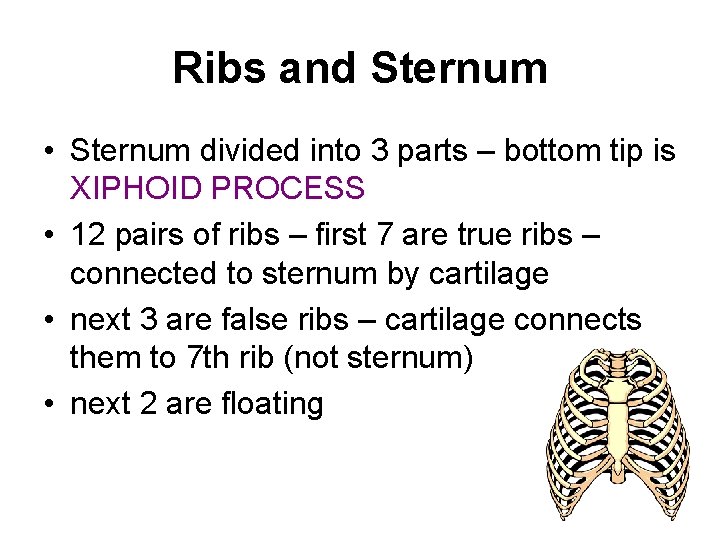 Ribs and Sternum • Sternum divided into 3 parts – bottom tip is XIPHOID