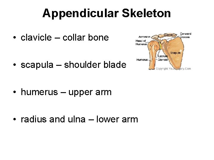 Appendicular Skeleton • clavicle – collar bone • scapula – shoulder blade • humerus