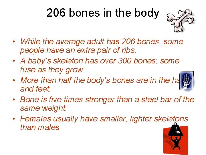 206 bones in the body • While the average adult has 206 bones, some