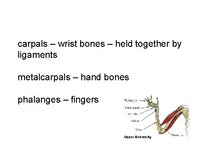 carpals – wrist bones – held together by ligaments metalcarpals – hand bones phalanges carpals – wrist bones – held together by ligaments metalcarpals – hand bones phalanges
