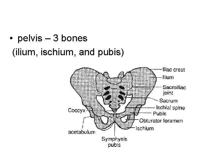  • pelvis – 3 bones (ilium, ischium, and pubis) 