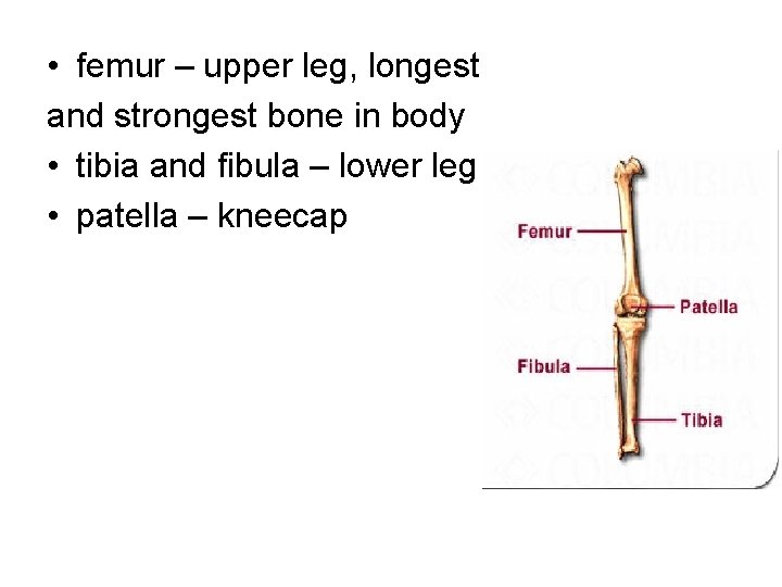 • femur – upper leg, longest and strongest bone in body • tibia • femur – upper leg, longest and strongest bone in body • tibia