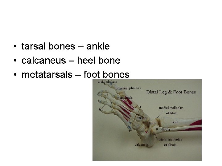 • tarsal bones – ankle • calcaneus – heel bone • metatarsals – • tarsal bones – ankle • calcaneus – heel bone • metatarsals –